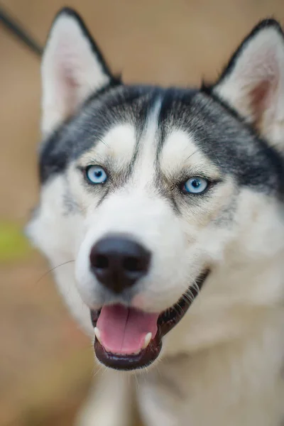 Perro Cría Husky Color Blanco Negro Perro Que Sonríe Perro — Foto de Stock