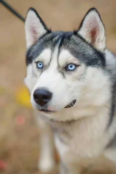 犬の品種ハスキーな黒と白の色です 笑顔の犬 犬は男性です 純血種犬の青い目は よく手入れして絹のような毛 美しく 優しい犬オオカミ ブラックの濡れた犬の鼻 — ストック写真