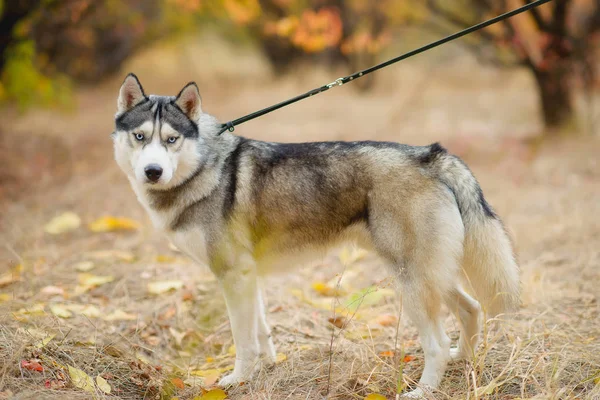 Dog Breed Husky Black White Color Dog Smiles Dog Male — Stock Photo, Image