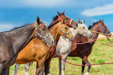Atları doğada otlatmak. Akhaltikin atların doğurmak. Beyaz ve kahverengi at nalı içinde güzel halletme. At ahır saman ye. Genç mavi gökyüzü arka plan üzerinde atlar. Zarif dark atlar.