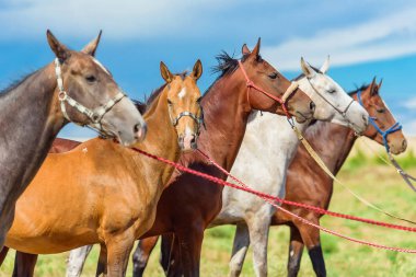 Atları doğada otlatmak. Akhaltikin atların doğurmak. Beyaz ve kahverengi at nalı içinde güzel halletme. At ahır saman ye. Genç mavi gökyüzü arka plan üzerinde atlar. Zarif dark atlar.