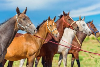 Atları doğada otlatmak. Akhaltikin atların doğurmak. Beyaz ve kahverengi at nalı içinde güzel halletme. At ahır saman ye. Genç mavi gökyüzü arka plan üzerinde atlar. Zarif dark atlar.