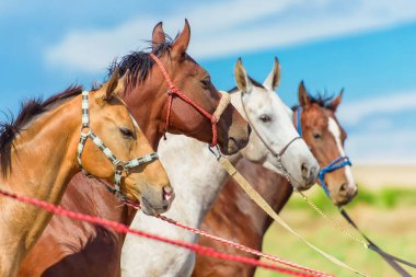 Atları doğada otlatmak. Akhaltikin atların doğurmak. Beyaz ve kahverengi at nalı içinde güzel halletme. At ahır saman ye. Genç mavi gökyüzü arka plan üzerinde atlar. Zarif dark atlar.