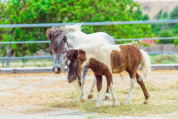 Koně Plemene Pony Tmavě Hnědá Hříva Pony Modré Oči Bílá — Stock fotografie