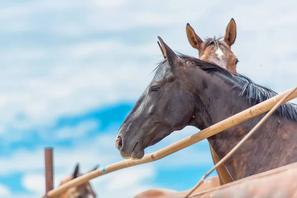Konie Pasą Się Przyrodzie Rasy Koni Akhaltikin Białe Brązowe Konie — Zdjęcie stockowe