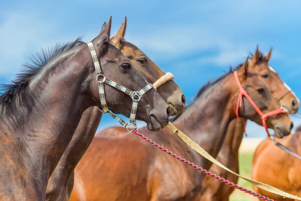 Лошади пасутся в природе. Лошади ахалтикинской породы. Белые и коричневые лошади на прекрасных санях. Лошади в стойле едят сено. Молодые лошади на фоне голубого неба. Грациозные темные лошади
.