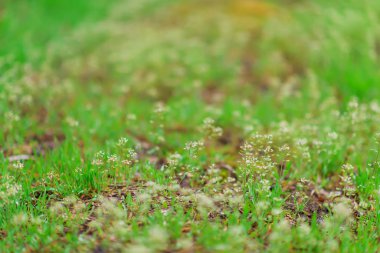 Shepherd'ın çantası bitki. Bahar çiçekli ot. Çiçek ve tohum bitki shepherd'ın çantası. Beyaz-yeşil çiçek arka plan. Etli yeşil ve dünya. Fotoğraf beyaz narin çiçek.