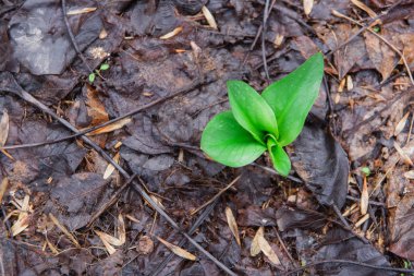 Bahar ilk yeşil çim. Humus sonbahar yaprakları. Sonbahar yaprakları renk kahverengidir. Yeşil filiz. İlk bahar çimen yere kadar büyüdü. Eski Kuşburnu meyveleri yere kıştan sonra