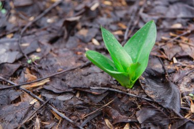 Bahar ilk yeşil çim. Humus sonbahar yaprakları. Sonbahar yaprakları renk kahverengidir. Yeşil filiz. İlk bahar çimen yere kadar büyüdü. Eski Kuşburnu meyveleri yere kıştan sonra