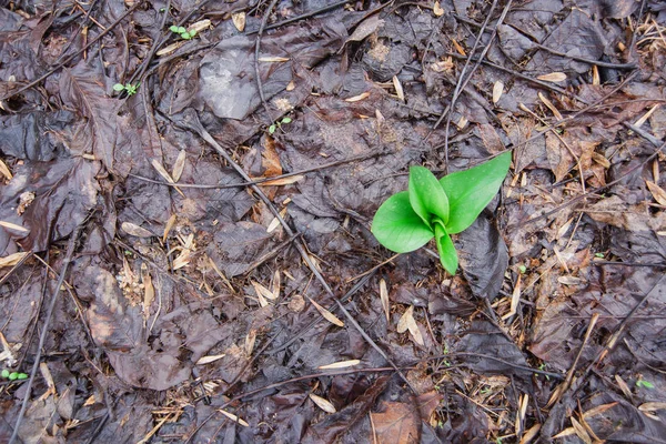 First Green Grass Spring Humus Autumn Leaves Autumn Leaves Brown — Stock Photo, Image