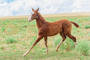 Farklı cins atlar. Akhal-Teke damızlık at. Bir yavru arazide at. Bir hayvan güzel bir takım. Nazik göz bir atın. Withers makro çekim ve at manes. Kahverengi at yarışları için.