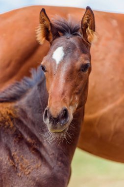 Farklı cins atlar. Akhal-Teke damızlık at. Bir yavru arazide at. Bir hayvan güzel bir takım. Nazik göz bir atın. Withers makro çekim ve at manes. Kahverengi at yarışları için.