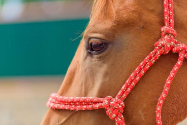 Farklı cins atlar. Akhal-Teke damızlık at. Bir yavru arazide at. Bir hayvan güzel bir takım. Nazik göz bir atın. Withers makro çekim ve at manes. Kahverengi at yarışları için.