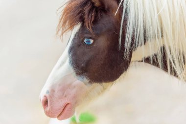 Foal horse pony. Farm for breeding horses. Lovely and gentle horses. Fluffy brown mane and sky-blue eyes of an animal. Pony in a dressing. Pony runs in the pen. Little white-brown foal. clipart