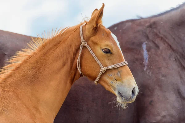 Hästar Olika Raser Akhal Teke Avel Häst Häst Med Föl — Stockfoto
