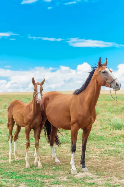 Horses of different breeds. Akhal-Teke breeding horse. Horse with a foal in the pasture. An animal in a beautiful team. Gentle eyes of a horse. Macro shooting of withers and horse manes. Brown horses for racing.