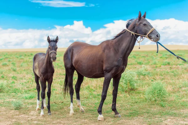 不同品种的马 阿哈尔 泰克繁殖马 牧场上有一只小马 一支美丽的队伍中的动物 温柔的马的眼睛 轴射的枯萎病和马 布朗马的赛车 — 图库照片