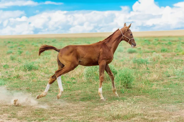 Horses of different breeds. Akhal-Teke breeding horse. Horse with a foal in the pasture. An animal in a beautiful team. Gentle eyes of a horse. Macro shooting of withers and horse manes. Brown horses for racing.