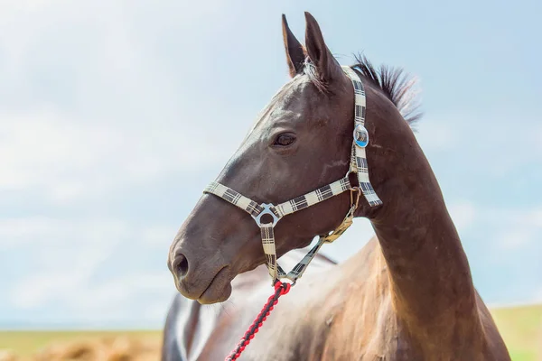 不同品种的马 阿哈尔 泰克繁殖马 牧场上有一只小马 一支美丽的队伍中的动物 温柔的马的眼睛 轴射的枯萎病和马 布朗马的赛车 — 图库照片