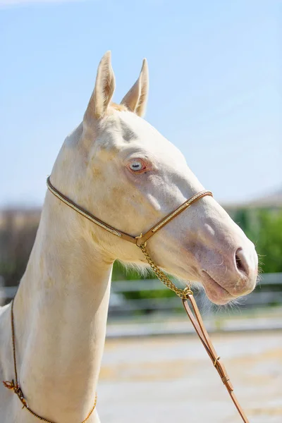 Horse albino. White foal with blue eyes. Beautiful breeding horses. Animal on the background of green trees. Beautiful horses for breeding. Racehorses walk in nature.