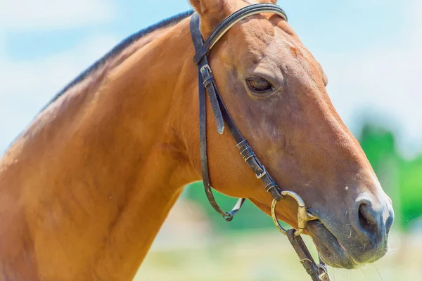育てられた馬 ハーネスの茶色の馬顔 フィールド間で実行されます 自由放牧のサラブレッド種競走馬 馬との美しい目の穏やかな顔 緑雲の背景の馬の図 — ストック写真