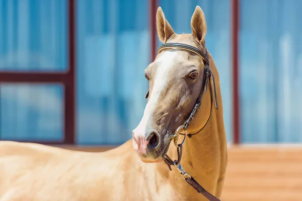 育てられた馬 ハーネスの茶色の馬顔 フィールド間で実行されます 自由放牧のサラブレッド種競走馬 馬との美しい目の穏やかな顔 緑雲の背景の馬の図 — ストック写真