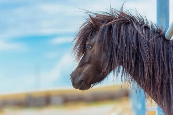 Foal horse pony. Farm for breeding horses. Lovely and gentle horses. Fluffy brown mane and sky-blue eyes of an animal. Pony in a dressing. Pony runs in the pen. Little white-brown foal.