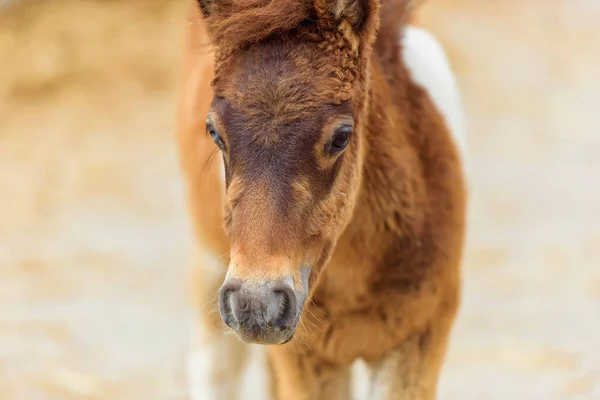 Foal horse pony. Farm for breeding horses. Lovely and gentle horses. Fluffy brown mane and sky-blue eyes of an animal. Pony in a dressing. Pony runs in the pen. Little white-brown foal.