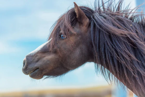 Föl Häst Ponny Gården För Avel Hästar Härlig Och Mjuk — Stockfoto