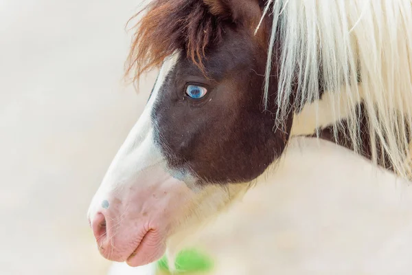 Foal horse pony. Farm for breeding horses. Lovely and gentle horses. Fluffy brown mane and sky-blue eyes of an animal. Pony in a dressing. Pony runs in the pen. Little white-brown foal.