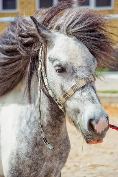 Foal horse pony. Farm for breeding horses. Lovely and gentle horses. Fluffy brown mane and sky-blue eyes of an animal. Pony in a dressing. Pony runs in the pen. Little white-brown foal.