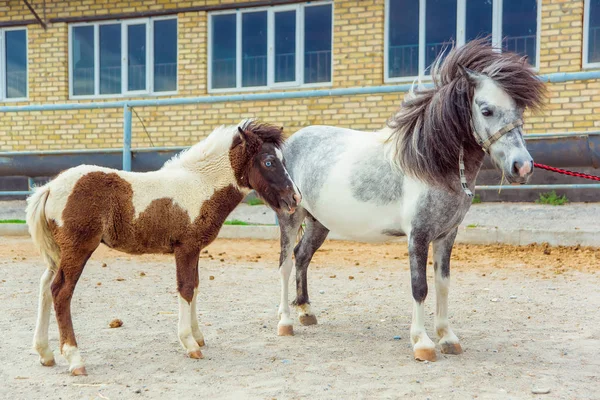 Foal horse pony. Farm for breeding horses. Lovely and gentle horses. Fluffy brown mane and sky-blue eyes of an animal. Pony in a dressing. Pony runs in the pen. Little white-brown foal.