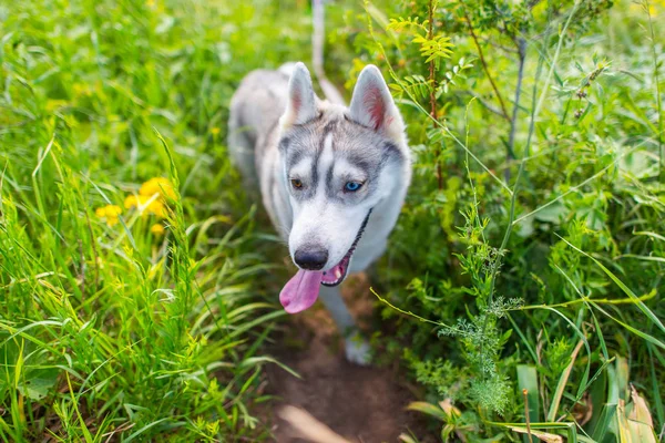 Lycklig Hund Rasen Husky Vandringar Naturen Husky Med Olika Ögon — Stockfoto