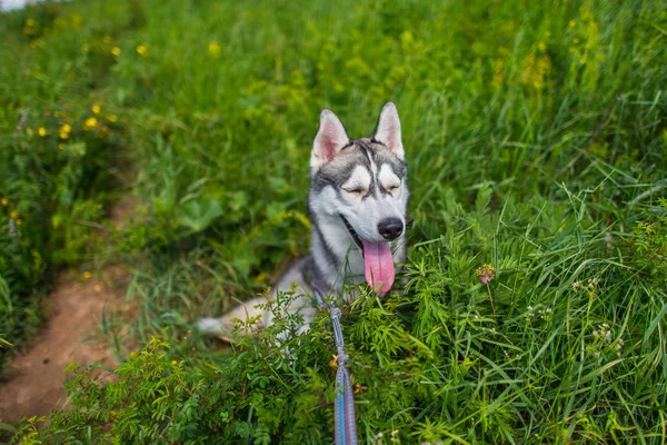 Lycklig Hund Rasen Husky Vandringar Naturen Husky Med Olika Ögon — Stockfoto