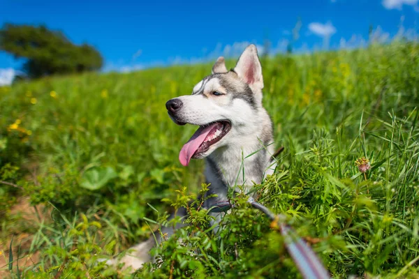 Lycklig Hund Rasen Husky Vandringar Naturen Husky Med Olika Ögon — Stockfoto