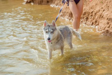 Köpek tasmalı. Siberian dış yapraklar gölde. Safkan köpek niteliğine. Husky bir yürüyüşe. Köpek su. Havzanın Dog'da banyo.