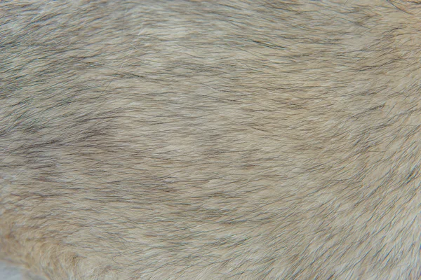 Soft dog skin. Gray wool tips. Fluffy fur undercoat. Well-groomed wool. Dog\'s fur. Light brown Husky fur.  The withers of the dog.