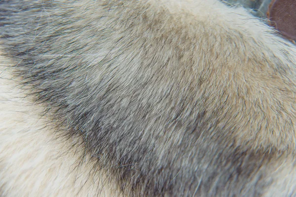 Dog Fur Light Brown Husky Polished Fluffy Pet Hair Stylish — Stock Photo, Image