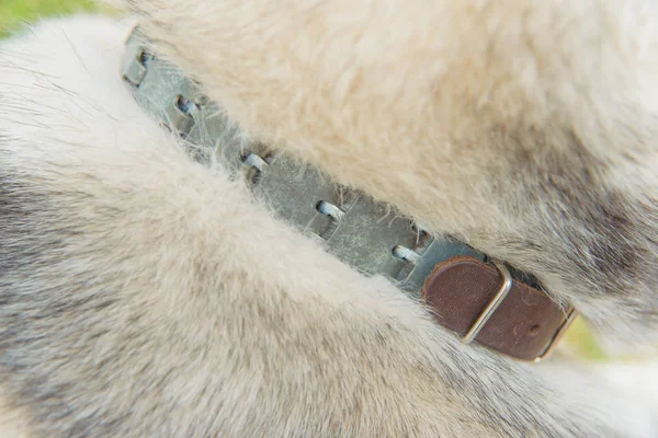 Dog\'s fur. Light brown husky. Polished and fluffy pet hair. Stylish metal collar for dogs. Collar with leather clasp. Groomed wool under the collar.
