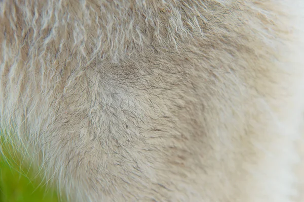 Weiche Hundehaut Grauwollspitzen Flauschige Fellunterwolle Gepflegte Wolle Hundefell Hellbraunes Husky — Stockfoto