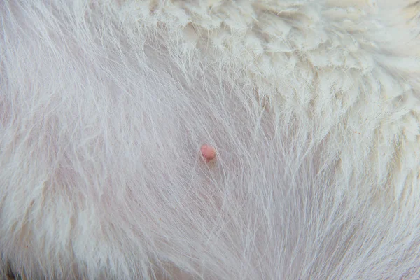 Canine nipple. Dog's fur. The bright belly of the dog Husky. White wool on the belly of the animal. Pink nipple animal.