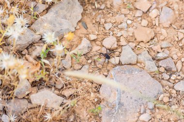 Siyah örümcek yere. Örümcek taşlar arasında. Örümcek çalışıyor. Örümcek taşlar ve bitkiler arasında. Doğa örümcek. Küçük siyah örümcek. Örümcek bir web olmadan. Yırtıcı ifade. Siyah örümcek.