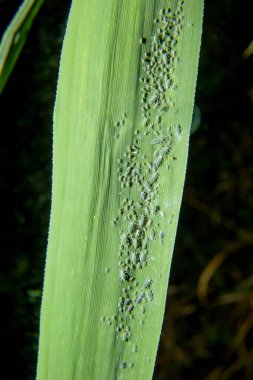 Karanlık bir arka plan üzerinde mısır yaprağı. Yeşil yaprak yaprak bitleri tarafından etkilenen. Sayfadaki yaprak biti. Mısır bir sayfada yeşil yaprak biti. Yaprak biti koloninin gökyüzünde. Birçok böcekleri üzerindeki bir bitkinin yaprak.