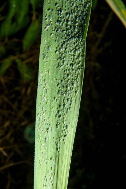 Karanlık bir arka plan üzerinde mısır yaprağı. Yeşil yaprak yaprak bitleri tarafından etkilenen. Sayfadaki yaprak biti. Mısır bir sayfada yeşil yaprak biti. Yaprak biti koloninin gökyüzünde. Birçok böcekleri üzerindeki bir bitkinin yaprak.