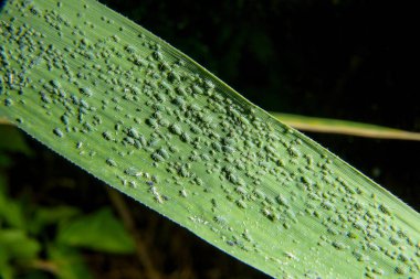 Karanlık bir arka plan üzerinde mısır yaprağı. Yeşil yaprak yaprak bitleri tarafından etkilenen. Sayfadaki yaprak biti. Mısır bir sayfada yeşil yaprak biti. Yaprak biti koloninin gökyüzünde. Birçok böcekleri üzerindeki bir bitkinin yaprak.