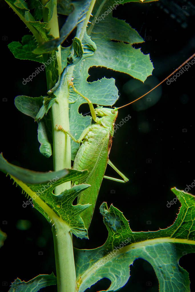 Saltamontes sentado en una rama. Insectos nocturnos. Foto nocturna de ...