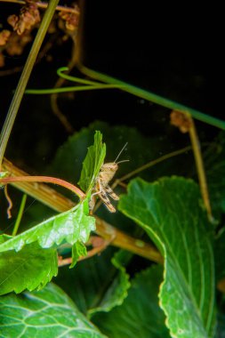 Çekirge bir dalda oturuyor. Gece hayatı böcekler. Gece fotoğraf ile birden parlamak yeşil çekirge. Habitat böcekler. Yeşil bitkiler.
