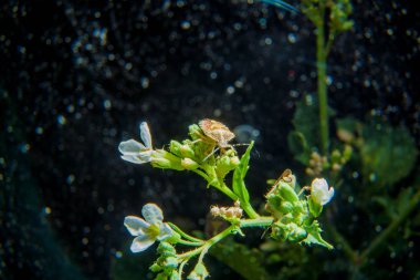 Kahverengi mermer hata bir bitki üzerinde oturuyor. Gece hayatı böcekler. Tahtakurusu flaş ile gece fotoğraf. Habitat böcekler. Yeşil bitkiler. Beyaz çiçek.