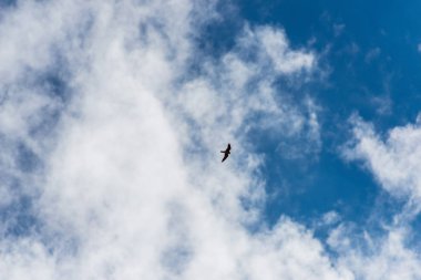 Uçuşta hawk. Büyük bir yırtıcı kuş. Mavi gökyüzü bulutlu. Kuş uçuş. Kuş geniş bir kanadı. Atmaca av doğa.