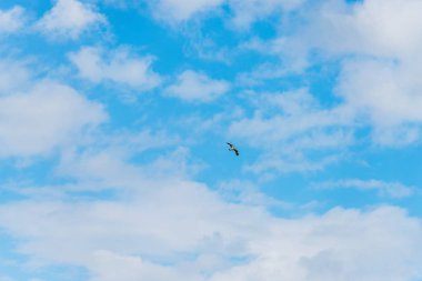 Uçuşta hawk. Büyük bir yırtıcı kuş. Mavi gökyüzü bulutlu. Kuş uçuş. Kuş geniş bir kanadı. Atmaca av doğa.